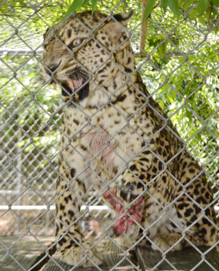 Photo: Big Cat Rescue